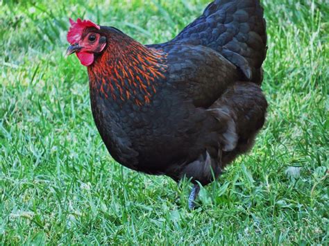 best laying hens black star | garden - chicks • goats • talapia ...