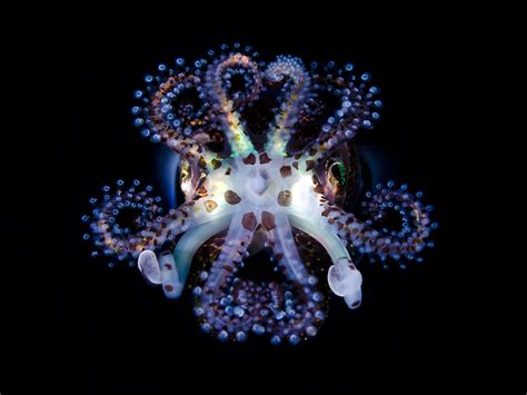 Bobtail squid, Euprymna berryi | Underwater photography, Underwater ...