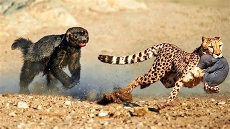 10 Most Fearless Animals on Earth (Must Watch) - YouTube