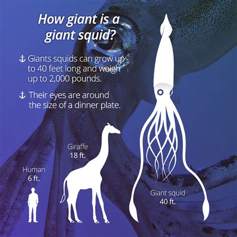 Home | Cool science facts, Giant squid, Meeting of the minds