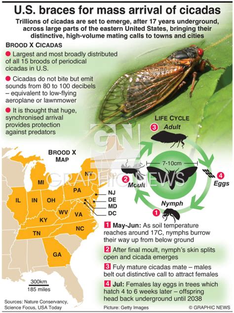 Where Will Cicadas Be In 2024 Map - Sibyl Beverlie