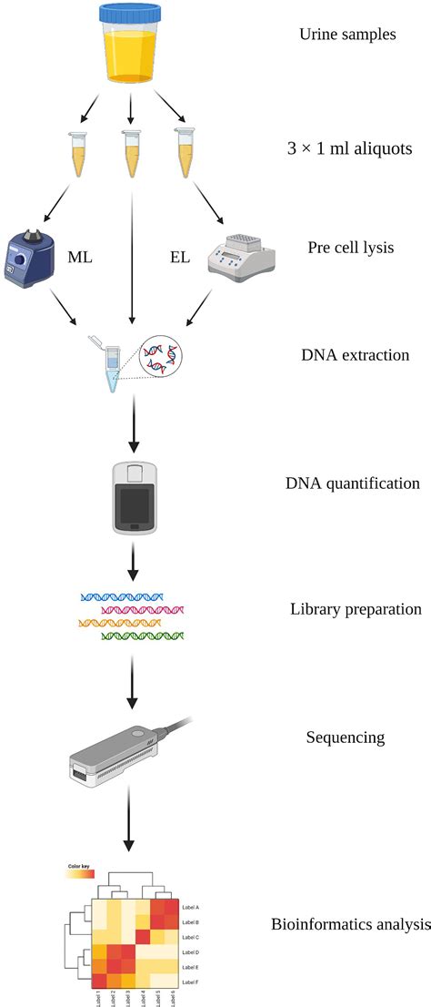 Frontiers | Comparison Analysis of Different DNA Extraction Methods on ...