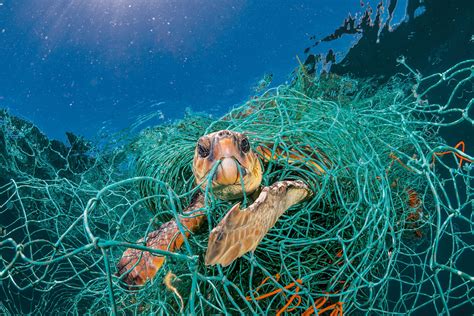 For Animals, Plastic Is Turning the Ocean Into a Minefield