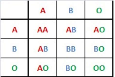 Genetics Blood Types Worksheets