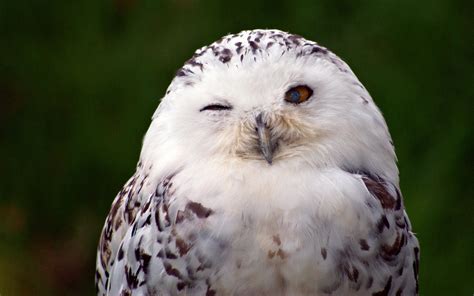 Download Owl Bird Animal Snowy Owl HD Wallpaper