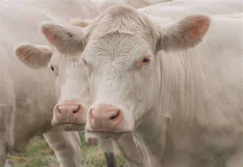 Charolais cows on Behance