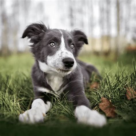 Should I get a Border Collie? (Beginner's Guide) - Dog Friendly Scene