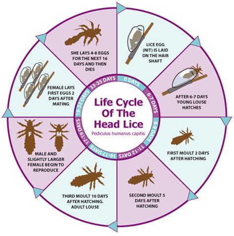 Life Cycle of Head Lice : Nit Wits