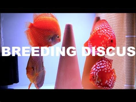 DISCUS CARING & BREEDING – THE ORNAMENTAL FISH COMPANY