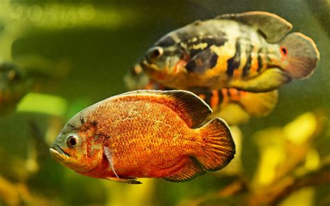 10 Best Tank Mates for Oscar Fish - VIVO Pets