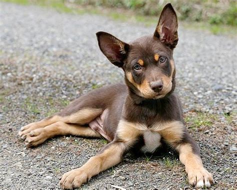 Australian Kelpie Info, Puppies, Mix, Temperament, Pictures