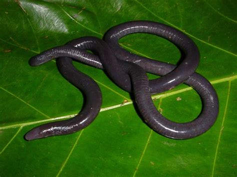 Tentang Flora dan Fauna: Caecilian