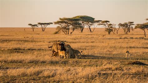 Serengeti National Park - Awe Safari