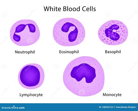 Types Of White Blood Cells. Infographics. Cartoon Vector ...