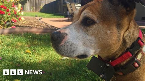 Electric shock collars for pets to be banned - BBC News