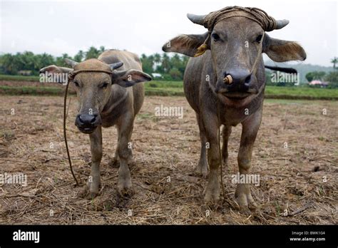 Carabao Buffalo High Resolution Stock Photography and Images - Alamy