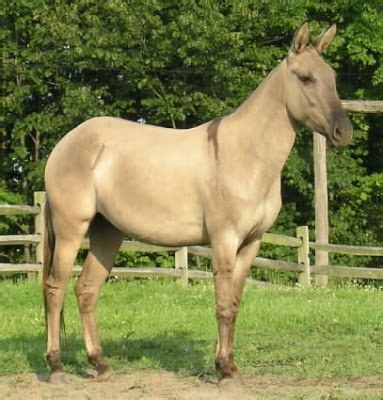 57 Mule & Donkey Colors & Markings ideas | horses, zorse, mules