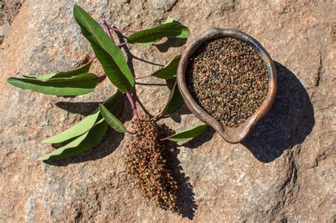 What Is Laurel Sumac: Tips For Growing Laurel Sumac In The Garden