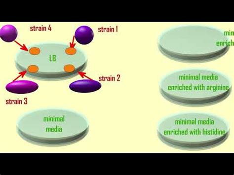 Auxotroph: origin, example and applications - science - 2024