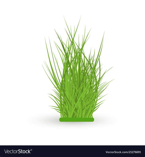 Green grass leaves bush Royalty Free Vector Image