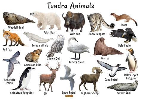 Tundra Animals List, Facts, Adaptations, Pictures