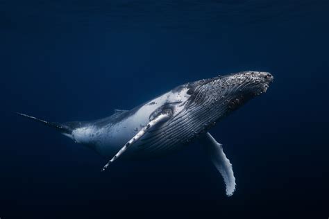 5 Whales to Love This WHALEntine’s Day - Ocean Conservancy