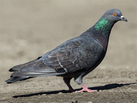 Rock Pigeon - eBird