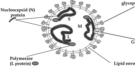 Schematic structure of the virion | Download Scientific Diagram