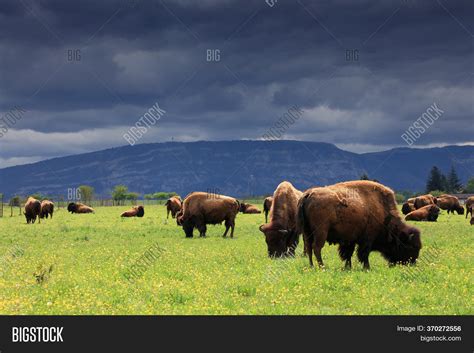 Herd American Bison ( Image & Photo (Free Trial) | Bigstock