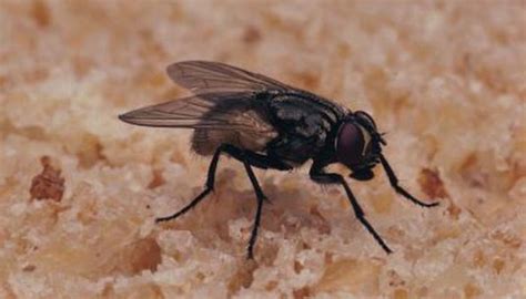 Houseflies Found to Carry 100's of Diseases - Cause for Concern?