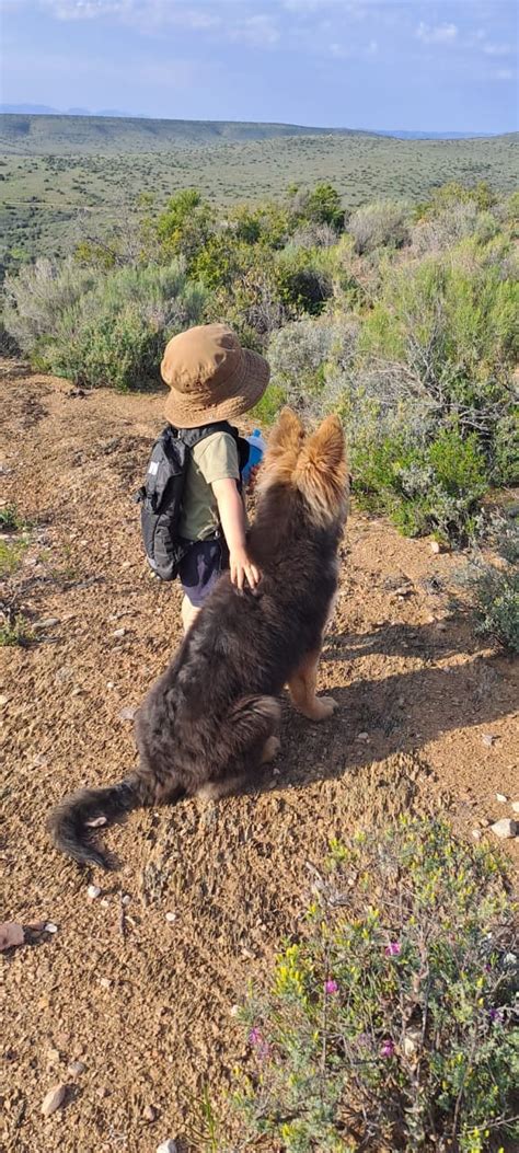 Farm working dog, thats also a family pet : r/workingdogs