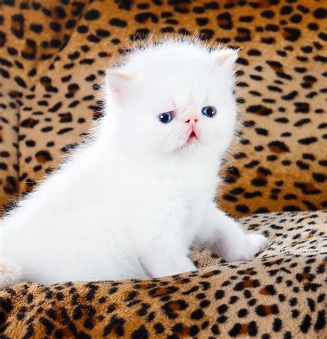 Persian Cat Names - Over 200 Gorgeous Ideas!