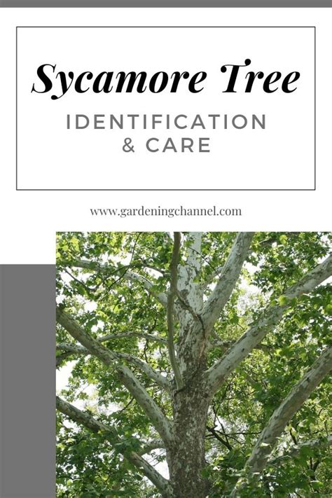 Sycamore Tree Identification and Care | Sycamore tree, Tree ...