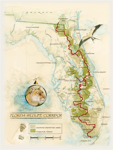 North American Great Ape: Florida's Wildlife Corridor