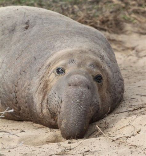 Elephant Seal Family: Phocidae (Earless Seals) Habitat: Northern ...