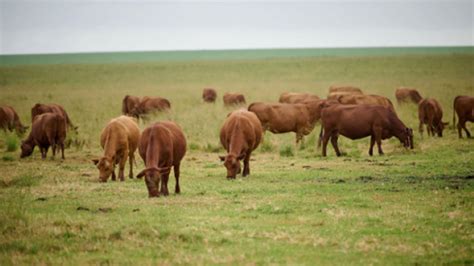 KARAN BEEF ACADEMY Launches Video Series to Empower Cattle Farmers