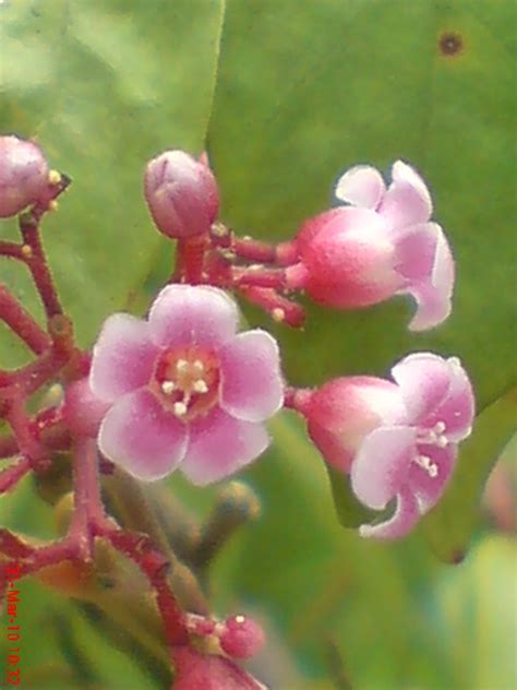 Foto Bunga Belimbing Manis (Averrhoa carambola L )