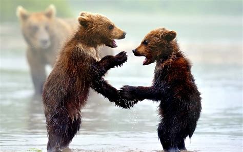 Bear Cubs Wallpapers - Wallpaper Cave