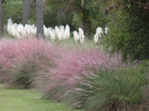 Growing Ornamental Grasses: Learn More About Ornamental Grass In Borders