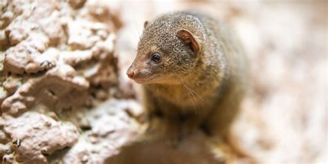 Dwarf mongoose | Smithsonian's National Zoo and Conservation Biology ...