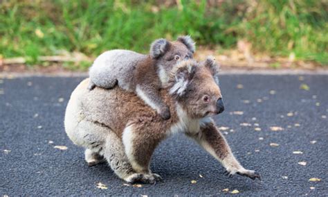 Heartwarming Picture Captures a Baby Koala Hugging His Mom During Life ...