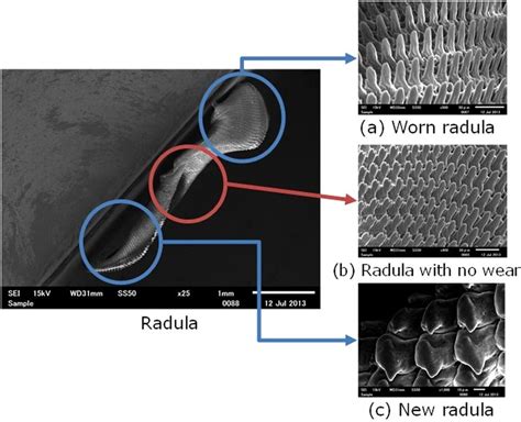 Observation of Radula. The worn radula is sharp and pointed, as shown ...