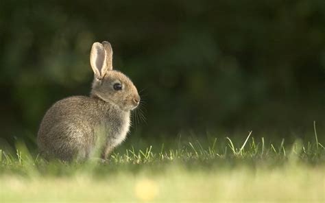 Rabbit Wallpapers, Pictures, Images