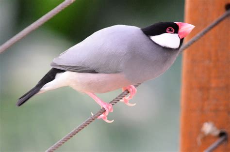 Fact Sheet: Java Sparrows – The Avicultural Society of Australia