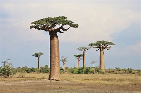 The Species of Baobab Trees - WorldAtlas