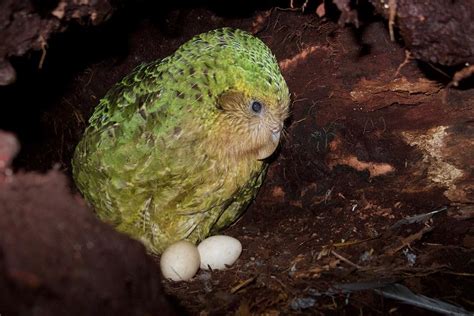 Endangered New Zealand kakapo population boosted by record number of ...