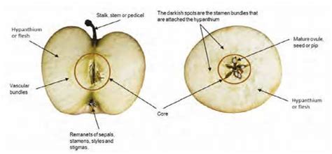 Longitudinal and cross section anatomy of an apple (Lazar R. Drazeta ...