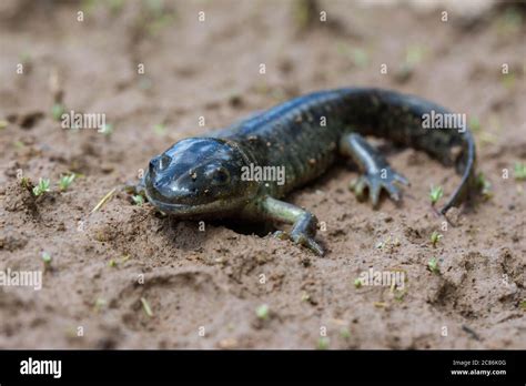 Arizona Tiger Salamander (Ambystoma mavortium nebulosum) from Mesa ...