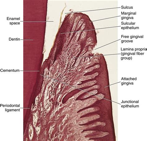 Junctional Epithelium Histology