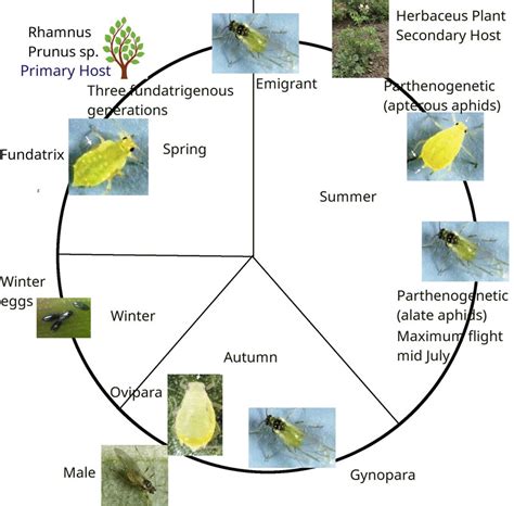 Aphid Spray Recipes – Austral Seedlings